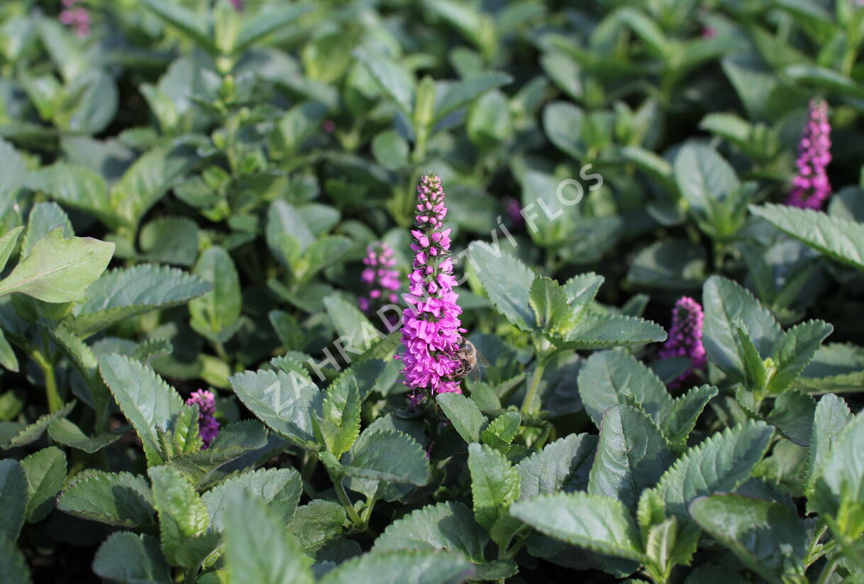 Rozrazil klasnatý 'Ronica Fuchsia' - Veronica spicata 'Ronica Fuchsia'