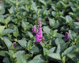 Rozrazil klasnatý 'Ronica Fuchsia'