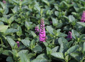 Rozrazil klasnatý 'Ronica Fuchsia' - Veronica spicata 'Ronica Fuchsia'