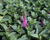 Rozrazil klasnatý 'Ronica Fuchsia'