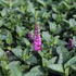 Veronica spicata 'Ronica Fuchsia'.JPG
