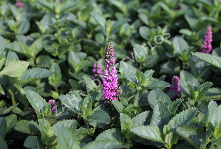 Rozrazil klasnatý 'Ronica Fuchsia' - Veronica spicata 'Ronica Fuchsia'