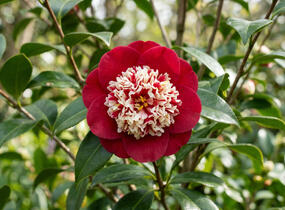 Kamélie japonská 'Bokuhan' - Camellia japonica 'Bokuhan'