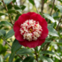 Camellia japonica 'Bokuhan'.png