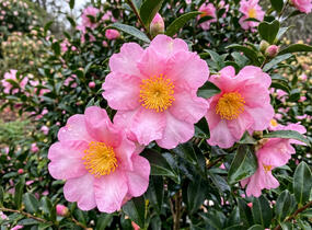 Kamélie sazanka 'Cleopatra' - Camellia sasanqua 'Cleopatra'