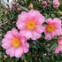 Camellia sasanqua 'Cleopatra'.png