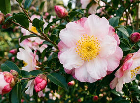 Kamélie sazanka 'Hinode-gumo' - Camellia sasanqua 'Hinode-gumo'