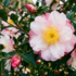 Camellia sasanqua 'Hinode-gumo'.png