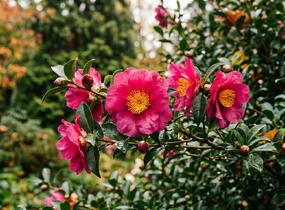 Kamélie sazanka - Camellia sasanqua
