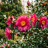 Camellia sasanqua.png