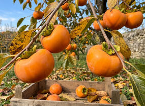 Tomel (kaki) samosprašný 'Mela' - Diospyros 'Mela'