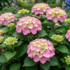 Hydrangea macrophylla 'Messalina'.png