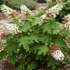 Hydrangea quercifolia 'Applause'.png