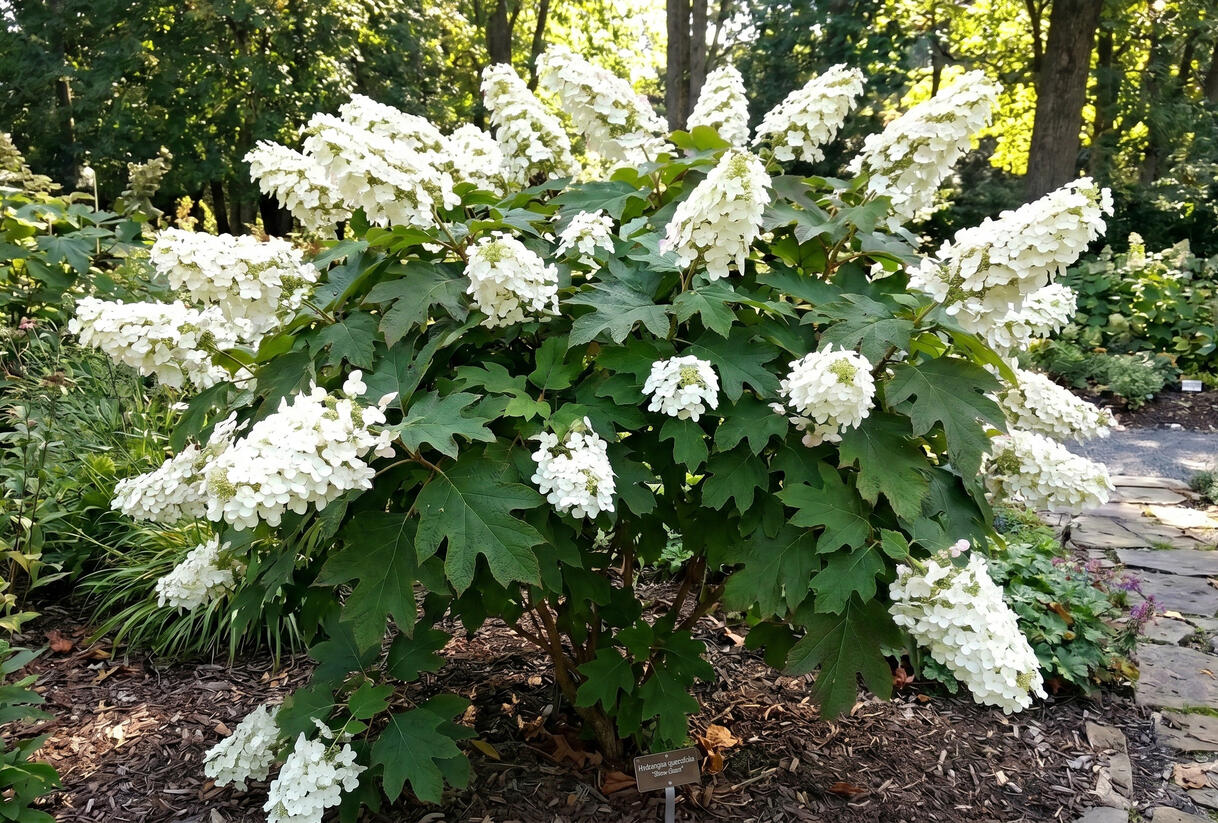 Hortenzie dubolistá 'Snow Giant' - Hydrangea quercifolia 'Snow Giant'