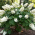 Hydrangea quercifolia 'Snow Giant'.png