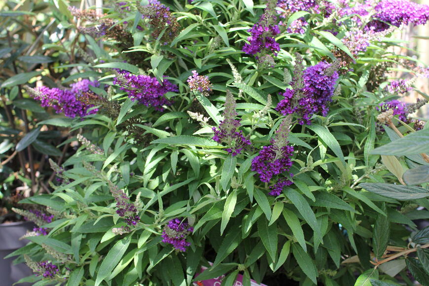 Buddleia davidii ''Butterfly Candy Little Purple''