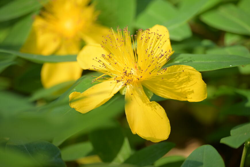 Hypericum calycinum