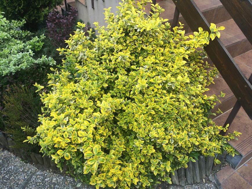 Euonymus fortunei ''Emerald''n Gold'' (10)