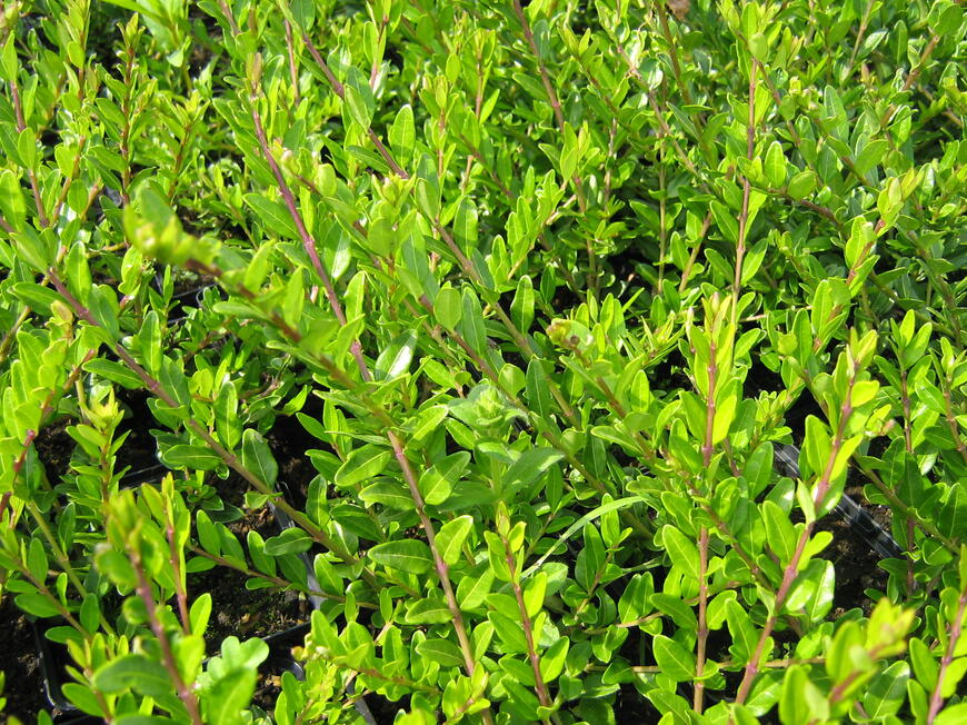 Lonicera pileata