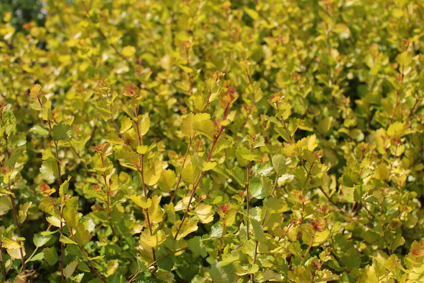 Betula nana ''Golden Treasure''
