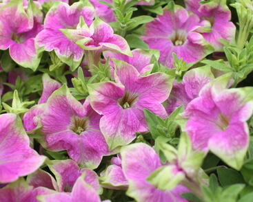Petunia hybrida 'Littletunia Rose'_1.JPG