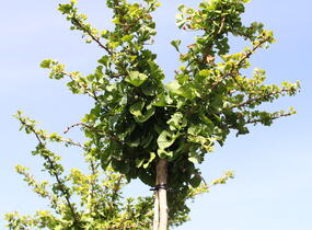 Jinan dvoulaločný 'Horizontalis' - Ginkgo biloba 'Horizontalis'