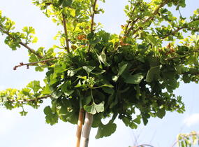 Jinan dvoulaločný 'Horizontalis' - Ginkgo biloba 'Horizontalis'