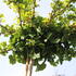 Ginkgo biloba 'Horizontalis'.JPG