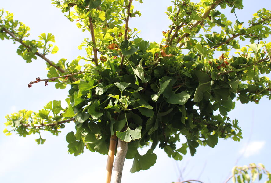 Jinan dvoulaločný 'Horizontalis' - Ginkgo biloba 'Horizontalis'