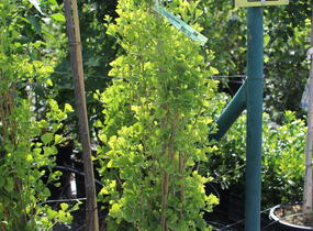 Jinan dvoulaločný 'Fastigiata Feronia' - Ginkgo biloba 'Fastigiata Feronia'