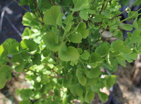 Jinan dvoulaločný 'Fastigiata Feronia' - Ginkgo biloba 'Fastigiata Feronia'