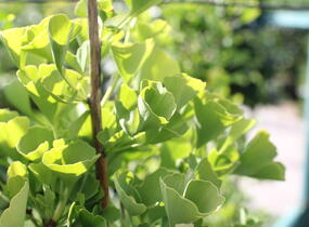 Jinan dvoulaločný 'Fastigiata Feronia' - Ginkgo biloba 'Fastigiata Feronia'