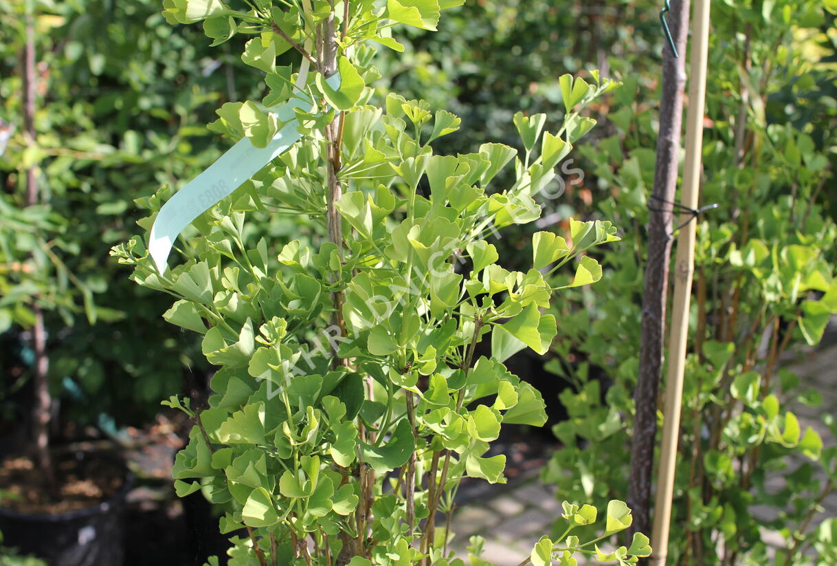 Jinan dvoulaločný 'Fastigiata Feronia' - Ginkgo biloba 'Fastigiata Feronia'