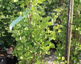 Jinan dvoulaločný 'Fastigiata Feronia'