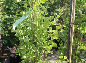 Jinan dvoulaločný 'Fastigiata Feronia' - Ginkgo biloba 'Fastigiata Feronia'