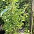 Ginkgo biloba 'Fastigiata Feronia'.JPG