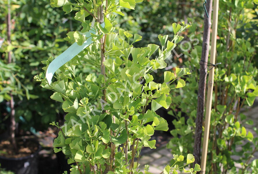 Jinan dvoulaločný 'Fastigiata Feronia' - Ginkgo biloba 'Fastigiata Feronia'