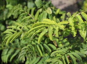 Kapinice, perská akácie 'Ombrella' - Albizia julibrissin 'Ombrella'