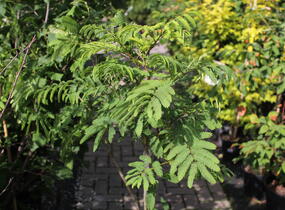Kapinice, perská akácie 'Ombrella' - Albizia julibrissin 'Ombrella'