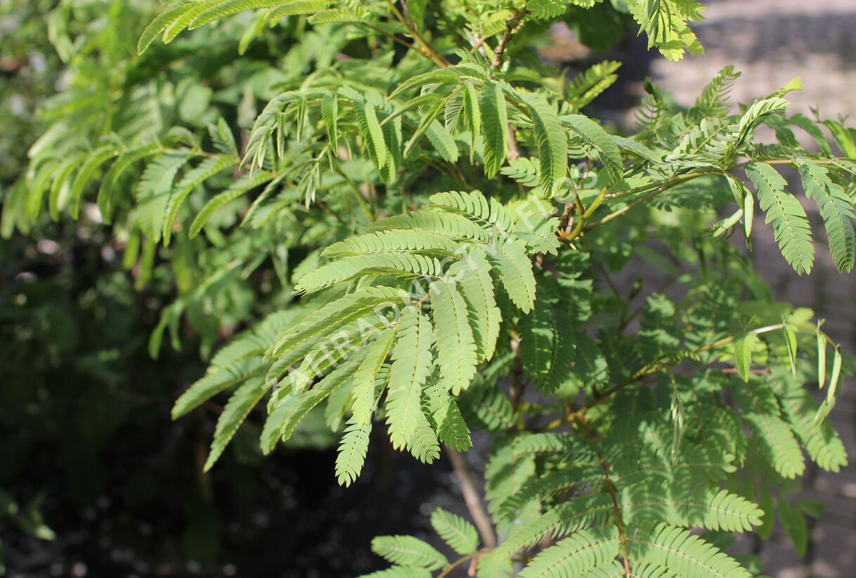 Kapinice, perská akácie 'Ombrella' - Albizia julibrissin 'Ombrella'