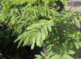 Kapinice, perská akácie 'Ombrella' - Albizia julibrissin 'Ombrella'
