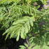Albizia julibrissin 'Ombrella'.JPG