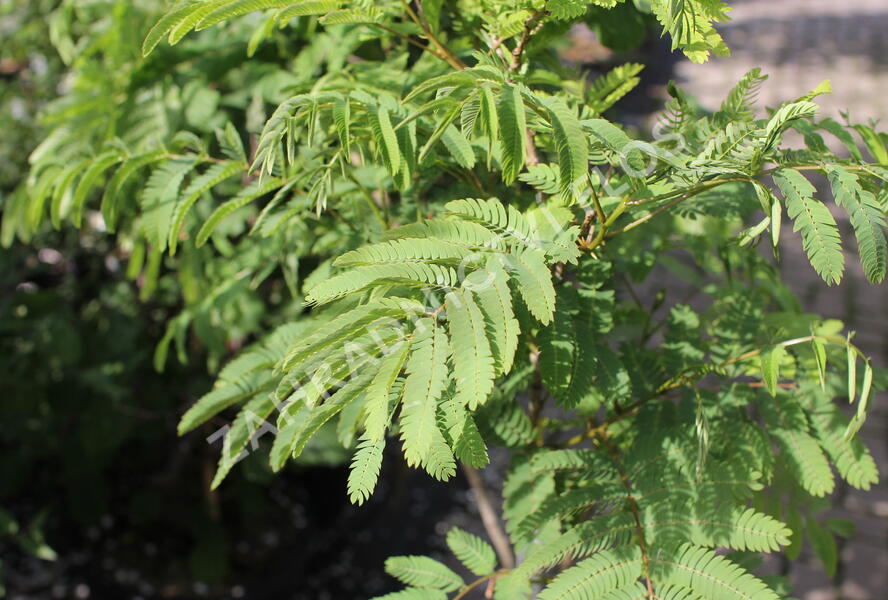 Kapinice, perská akácie 'Ombrella' - Albizia julibrissin 'Ombrella'