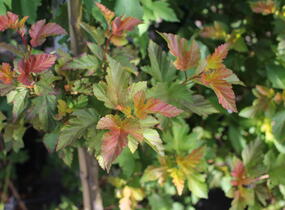 Tavola kalinolistá 'Amber Jubilee' - Physocarpus opulifolius 'Amber Jubilee'