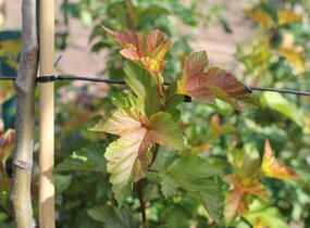 Tavola kalinolistá 'Amber Jubilee' - Physocarpus opulifolius 'Amber Jubilee'