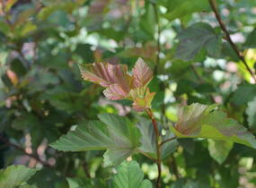 Tavola kalinolistá 'Amber Jubilee' - Physocarpus opulifolius 'Amber Jubilee'
