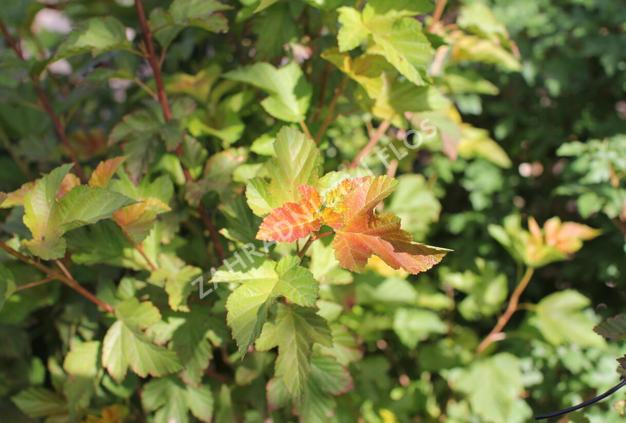 Tavola kalinolistá 'Amber Jubilee' - Physocarpus opulifolius 'Amber Jubilee'