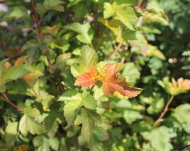 Tavola kalinolistá 'Amber Jubilee'