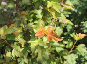 Tavola kalinolistá 'Amber Jubilee' - Physocarpus opulifolius 'Amber Jubilee'