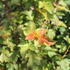 Physocarpus opulifolius 'Amber Jubilee'.JPG